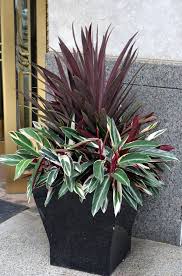 Image Result For Garden Pots Nz Saksida Cicekler Saksi Bahceciligi Tropik Bahce