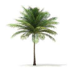 Coconut Palm Tree 3d Model 6m Coconut Palm Tree Coconut Tree