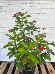 Image result for Jatropha seineri