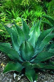 Agave Macroculmis Perennial Plants Rabbit Resistant Plants Native Plants