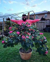 Image result for Dombeya