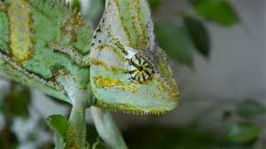 An old video reportedly taken in the madagascar is going viral on social media. 29 Chameleon Changing Color Stock Videos Royalty Free Chameleon Changing Color Footage Depositphotos