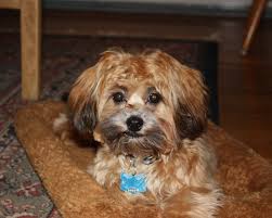 Shih Tzu Dog Black And Brown Shihpoo Tan With Black Tips Shih Tzu Poodle Shih Tzu Poodle Mix Shih Poo