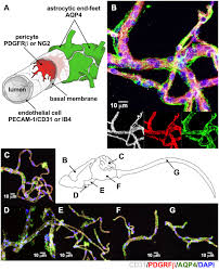 · الجهاز العصبي الجسمي : Reliable Isolation Of Central Nervous System Microvessels Across Five Vertebrate Groups Protocol Translated To Arabic