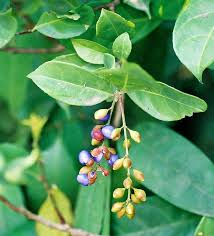 Image result for Maesobotrya