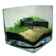 Aquascape berukuran nano/medium/large/xtra large membutuhkan tanaman yang berbeda juga. How To Aquascape Small Tanks Practical Fishkeeping