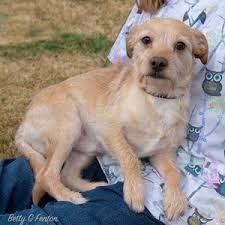 Driver's license number will be required at time of adoption. Montrose Animal Shelter Montrose Co Action Local Colorado