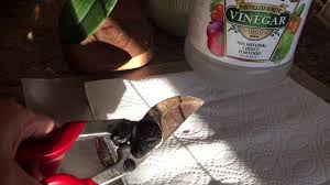 Check spelling or type a new query. How To Easily Clean Rusted Gardening Tools Organically Youtube