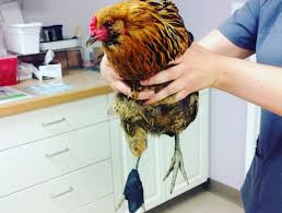 Pet emergency and specialty center. Riverside Emergency Vet Pet Emergency