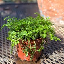 Image result for Selaginella kraussiana