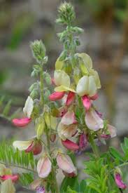 Image result for Tephrosia whyteana