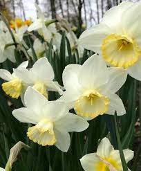 Pin On Large Cupped Narcissi