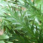 Image result for Selaginella versicolor