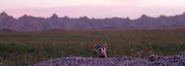 Black Footed Ferret Rebounding In The Badlands U S National Park Service