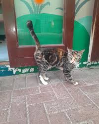 Hello, I'm Cyra, also...