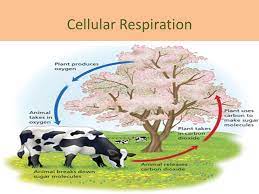 Maybe you would like to learn more about one of these? Cellular Respiration Ppt Video Online Download