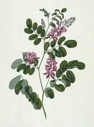 Image result for Indigofera ormocarpoides