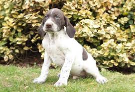 Wonderful hunting and family pets. Major German Shorthaired Pointer Puppy For Sale In Mifflintown Pa Happy Valentines Day Happyvalentinesday2016i
