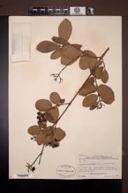 Image result for Crossopteryx