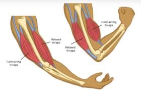 This muscle can contribute to excessive internal rotation of the arm or. What Are The Major Muscles Of The Human Body Answered Twinkl Teaching