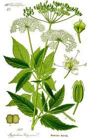 Hoe of waarmee kan je het best zevenblad vernietigen ? Zevenblad Mergenmetz