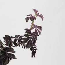 Image result for Solanum linneanum