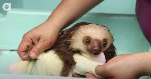 Like i'm pretty sure in another life time i was a sloth. Sloth Gets A Bath While Holding Onto Stuffed Animal Video Cute Sloth Pictures Cute Baby Sloths Sloth
