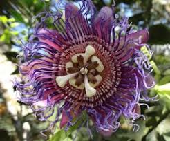Image result for Passiflora quadrangularis