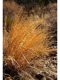 Image result for Schizachyrium sanguineum