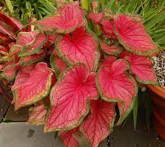 Check spelling or type a new query. 10 Native Florida Flowers For Your Garden Florida Smart