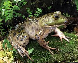 How much time passes in each stage of a north american bullfrog's life? Bullfrog Adult Live 5 6 Flinn Scientific