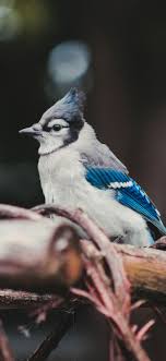 blue jay iphone x wallpapers free download blue jay iphone x wallpapers free download