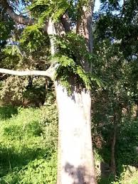 Image result for Kraussia floribunda