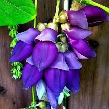 Image result for Cyclocarpa