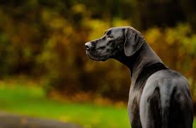 These danes should have a glossy black color with no white markings on their toes or their chests. Great Dane Colors A Complete List Of All 7 Recognized Variations All Things Dogs All Things Dogs