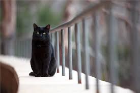 16 Kara Kedi Isimleri Evcil Hayvanlariniz Icin Mutlu Bir Ev Nasil Yapilir