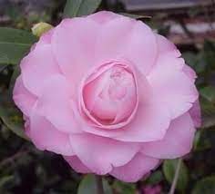 Camellia X Sweet Jane Camellia Flowers Bloom