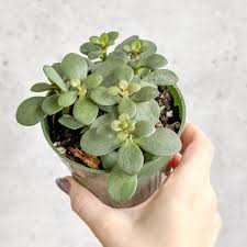 Image result for Crassula ovata