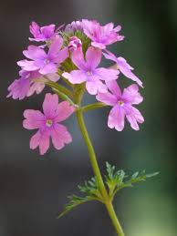 Image result for Vandellia subracemosa