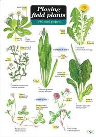 We aim to enrich everyone's. 9781851532933 Fsc Playing Field Plants Key Stage 4 Key Stage Buy Geography Teaching Resources From The Ga Shop