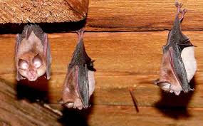 Residents most often hear bat sounds at night or in the early morning when the pests are either leaving or they also use their wings as hands to climb and crawl, so homeowners may hear scratching on walls. Guide To Bat Surveys And Solutions Homebuilding