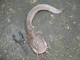 Rindu untuk melakukan kerja² ini, apakan daya tahan bubu dan tajur ikan keli. Menarik Di Sik Apa Perbezaan Ikan Keli Dan Ikan Facebook