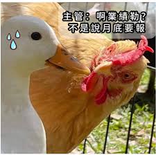 雞同鴨講賣電飯煲  獅子山下俗語漫談