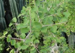 Image result for Flueggea