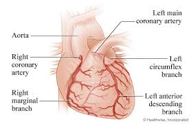 Small branches dive into the heart the left anterior descending artery branches off the left coronary artery and supplies blood to the front of. Coronary Artery Bypass Grafts Heart And Vascular Center Dartmouth Hitchcock