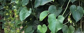Image result for Tinospora