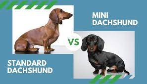 We did not find results for: Standard Dachshund Vs Mini Dachshund All You Need To Know Animalfate
