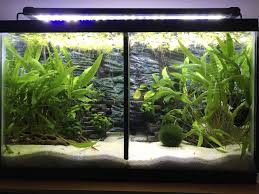 10 Gallon Betta Fish Tank Divider