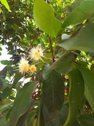 Image result for Syzygium niassense