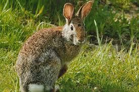 Tomatoes are a daily staple for most people. 8 Common Animals That Eat Tomato Plants Wildlife Informer